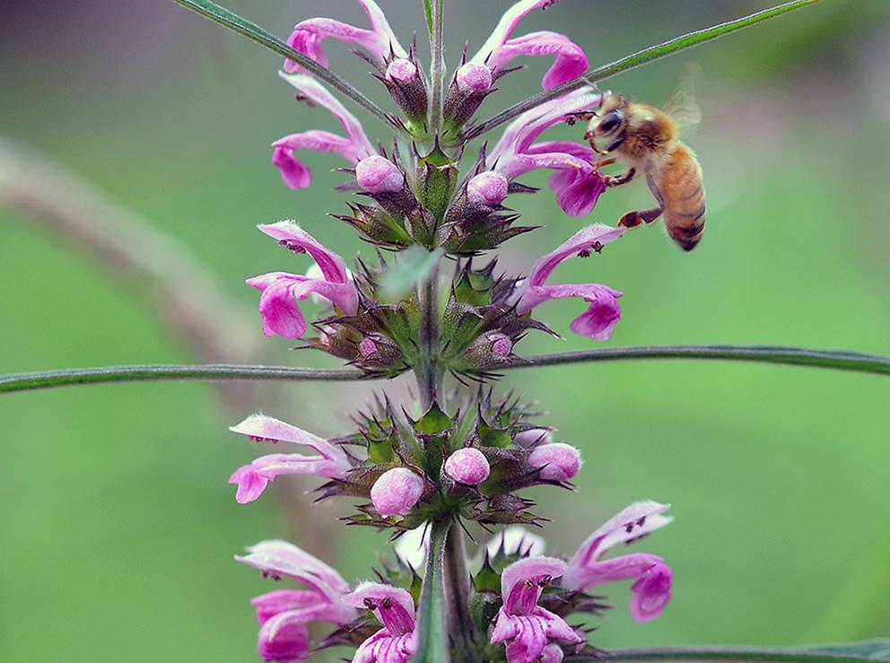各個(gè)季節(jié)的蜜源植物（一年四季蜜源植物）