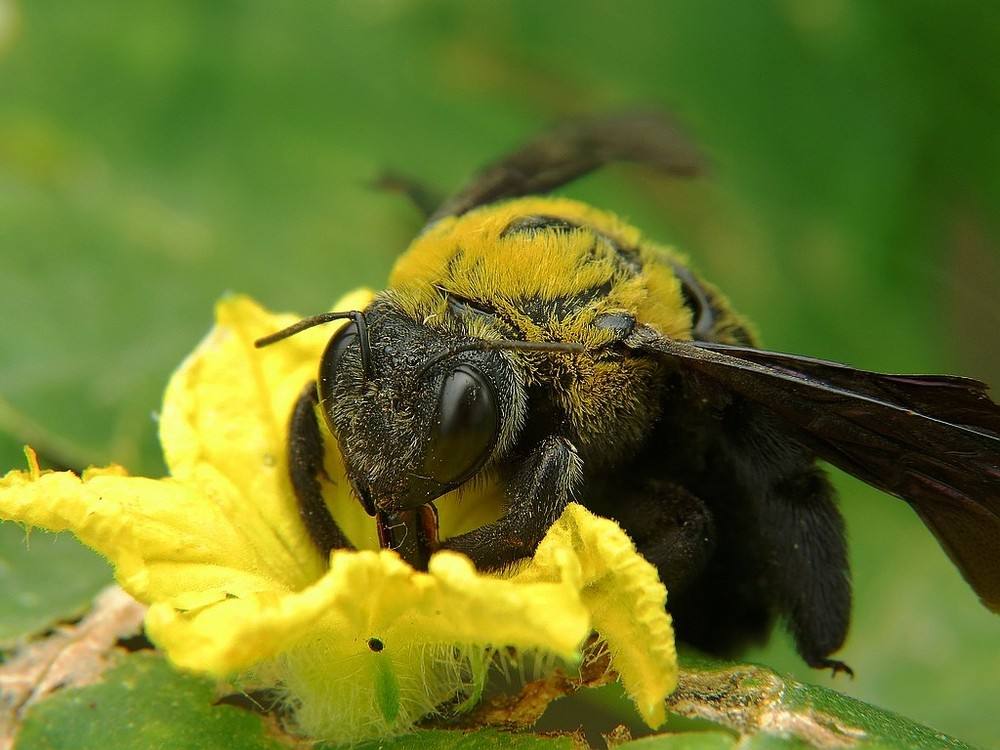 黑色竹蜂 黑色竹蜂