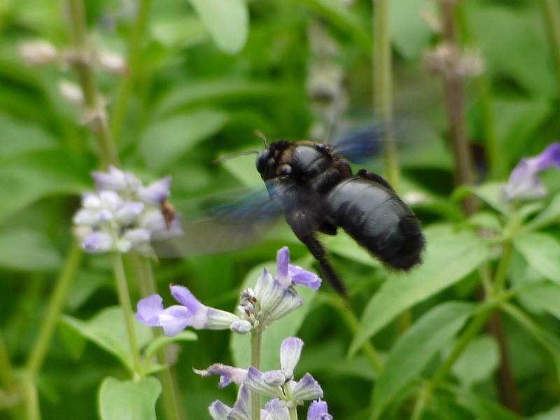 黑色竹蜂 黑色竹蜂