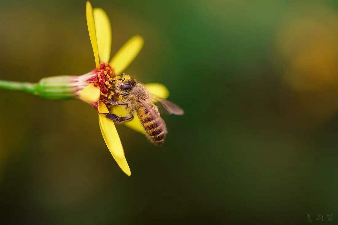 蜜蜂養殖需要掌握哪些知識? 蜜蜂養殖需要掌握哪些知識?