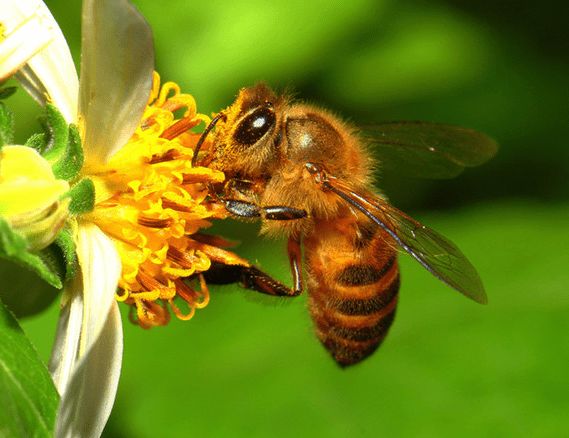 蜜蜂養殖需要掌握哪些知識? 蜜蜂養殖需要掌握哪些知識?