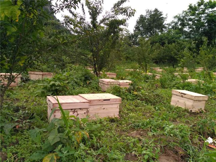 蜜蜂養殖需要掌握哪些知識? 蜜蜂養殖需要掌握哪些知識?