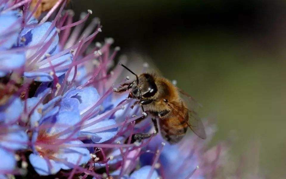 蜜蜂養殖需要掌握哪些知識? 蜜蜂養殖需要掌握哪些知識?