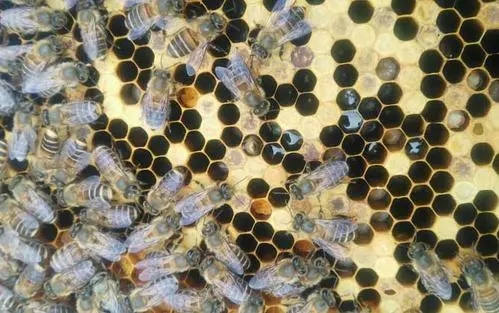 急造王臺(tái)有十多個(gè)怎么辦(急造王臺(tái)留幾個(gè)最好) 急造王臺(tái)有十多個(gè)怎么辦(急造王臺(tái)留幾個(gè)最好)