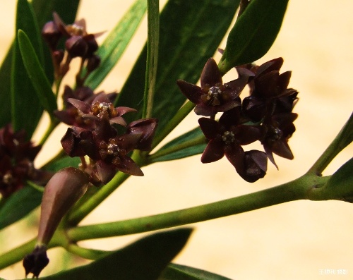 老瓜頭是什么植物 老瓜頭是什么植物