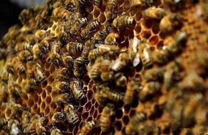 蜂數應該怎樣計算(論斤、論脾還是論群) 蜂數應該怎樣計算(論斤、論脾還是論群)