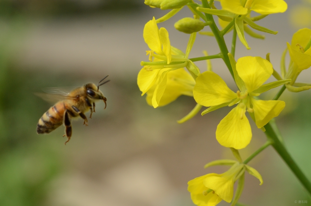 家庭養(yǎng)蜂需要什么條件(家庭養(yǎng)蜂技術(shù)新手入門(mén)) 家庭養(yǎng)蜂需要什么條件(家庭養(yǎng)蜂技術(shù)新手入門(mén))