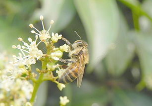 新手養(yǎng)蜂如何過冬(養(yǎng)蜂冬季應該注意什么) 新手養(yǎng)蜂如何過冬(養(yǎng)蜂冬季應該注意什么)