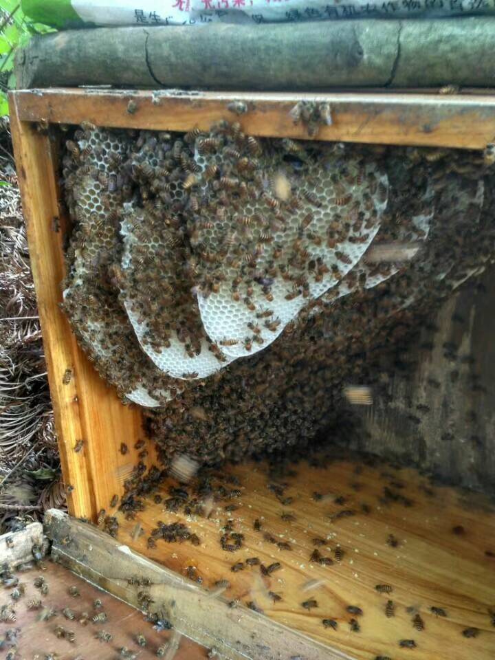 為什么那么多人喜歡阿壩中蜂(了解阿壩中蜂的前世今生) 為什么那么多人喜歡阿壩中蜂(了解阿壩中蜂的前世今生)