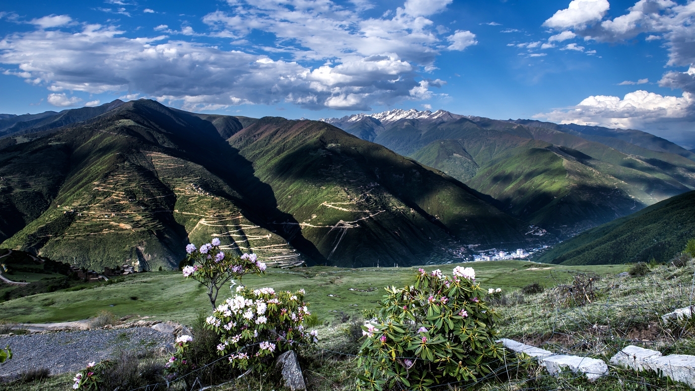 為什么那么多人喜歡阿壩中蜂(了解阿壩中蜂的前世今生) 為什么那么多人喜歡阿壩中蜂(了解阿壩中蜂的前世今生)