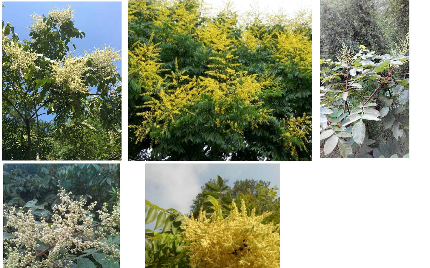 為什么那么多人喜歡阿壩中蜂(了解阿壩中蜂的前世今生) 為什么那么多人喜歡阿壩中蜂(了解阿壩中蜂的前世今生)