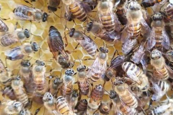 北方適合養什么蜂(北方適合飼養的蜜蜂品種) 北方適合養什么蜂(北方適合飼養的蜜蜂品種)