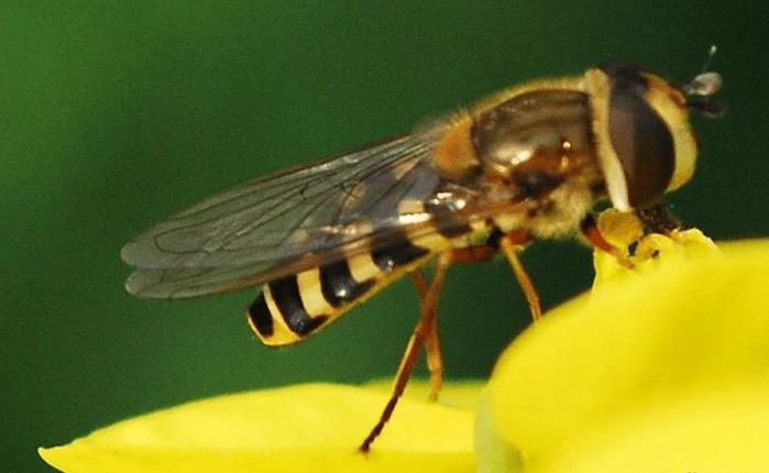 阿壩中蜂與其它中蜂有什么不同(阿壩中蜂跟普通中蜂區別哪里) 阿壩中蜂與其它中蜂有什么不同(阿壩中蜂跟普通中蜂區別哪里)