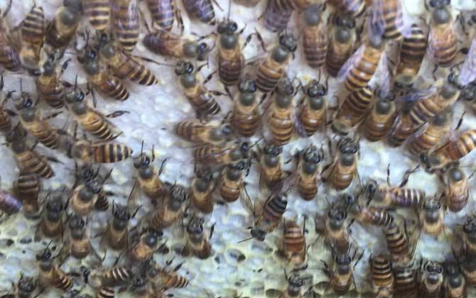 工蜂產(chǎn)卵和蜂王產(chǎn)卵的區(qū)別? 工蜂