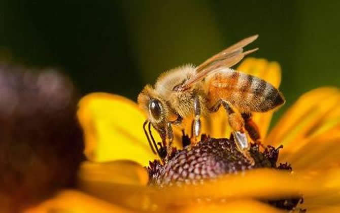 工蜂產(chǎn)卵和蜂王產(chǎn)卵的區(qū)別? 工蜂