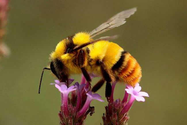 我國蜜蜂種類及特點 我國蜜蜂種類及特點