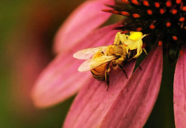我國蜜蜂種類及特點 我國蜜蜂種類及特點