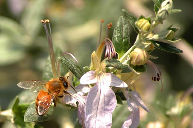 我國蜜蜂種類及特點 我國蜜蜂種類及特點