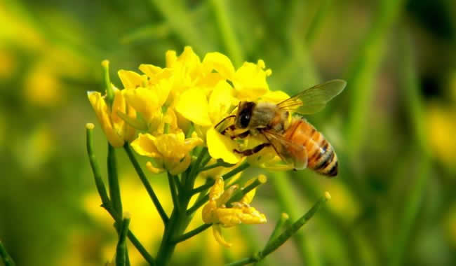 我國蜜蜂種類及特點 我國蜜蜂種類及特點