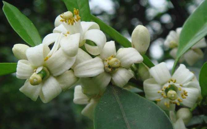 柑橘樹的地理分布(柑橘樹什么時(shí)候開花) 柑橘樹的地理分布(柑橘樹什么時(shí)候開花)