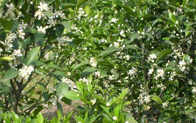 柑橘樹的地理分布(柑橘樹什么時(shí)候開花) 柑橘樹的地理分布(柑橘樹什么時(shí)候開花)