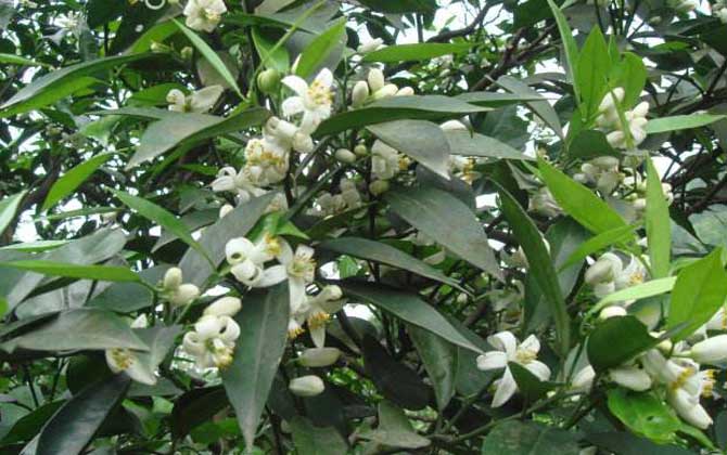 柑橘樹的地理分布(柑橘樹什么時(shí)候開花) 柑橘樹的地理分布(柑橘樹什么時(shí)候開花)