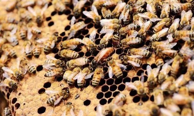 蜂群圍王是怎么回事(工蜂圍王怎么處理) 蜂群圍王是怎么回事(工蜂圍王怎么處理)