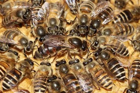 蜂群圍王是怎么回事(工蜂圍王怎么處理) 蜂群圍王是怎么回事(工蜂圍王怎么處理)