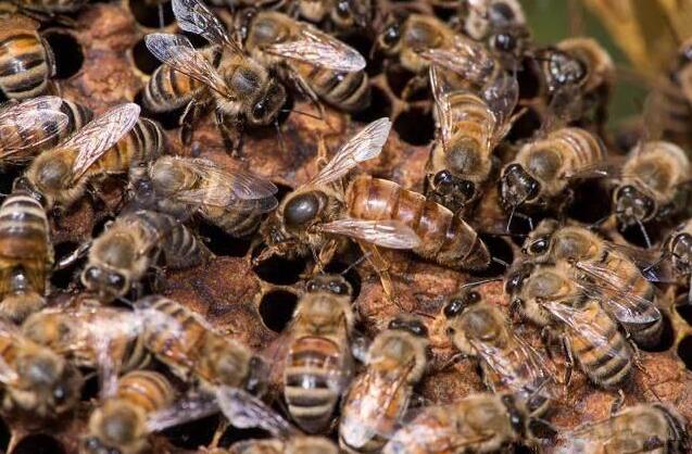 蜂群圍王是怎么回事(工蜂圍王怎么處理) 蜂群圍王是怎么回事(工蜂圍王怎么處理)