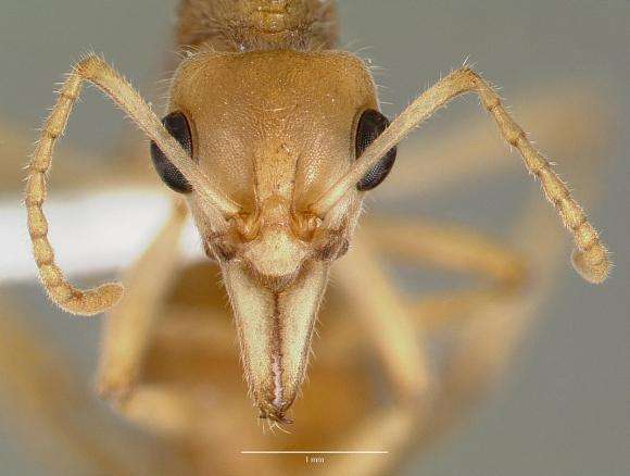 螞蟻的知識(shí)有哪些(螞蟻的特點(diǎn)和本領(lǐng)及相關(guān)知識(shí)) 螞蟻的知識(shí)有哪些(螞蟻的特點(diǎn)和本領(lǐng)及相關(guān)知識(shí))