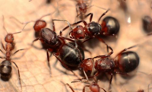 螞蟻的知識(shí)有哪些(螞蟻的特點(diǎn)和本領(lǐng)及相關(guān)知識(shí)) 螞蟻的知識(shí)有哪些(螞蟻的特點(diǎn)和本領(lǐng)及相關(guān)知識(shí))