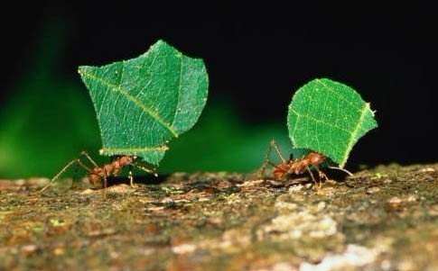 螞蟻的知識(shí)有哪些(螞蟻的特點(diǎn)和本領(lǐng)及相關(guān)知識(shí)) 螞蟻的知識(shí)有哪些(螞蟻的特點(diǎn)和本領(lǐng)及相關(guān)知識(shí))