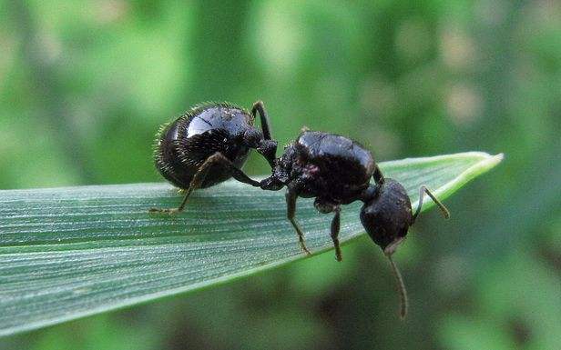 螞蟻的知識(shí)有哪些(螞蟻的特點(diǎn)和本領(lǐng)及相關(guān)知識(shí)) 螞蟻的知識(shí)有哪些(螞蟻的特點(diǎn)和本領(lǐng)及相關(guān)知識(shí))