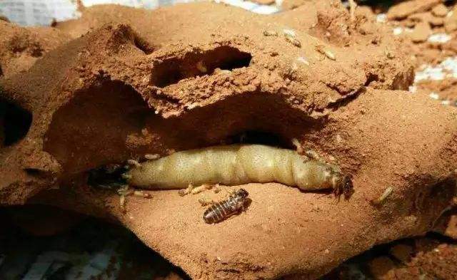 螞蟻的知識(shí)有哪些(螞蟻的特點(diǎn)和本領(lǐng)及相關(guān)知識(shí)) 螞蟻的知識(shí)有哪些(螞蟻的特點(diǎn)和本領(lǐng)及相關(guān)知識(shí))