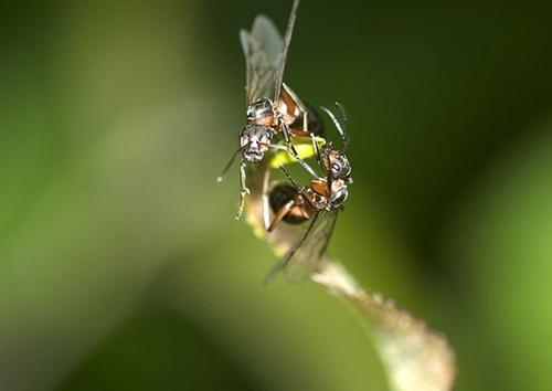 螞蟻的知識(shí)有哪些(螞蟻的特點(diǎn)和本領(lǐng)及相關(guān)知識(shí)) 螞蟻的知識(shí)有哪些(螞蟻的特點(diǎn)和本領(lǐng)及相關(guān)知識(shí))