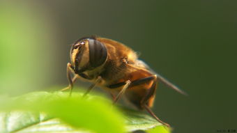 松丹一號什么時候分蜂(蜜蜂一般什么時候分蜂) 松丹一號什么時候分蜂(蜜蜂一般什么時候分蜂)