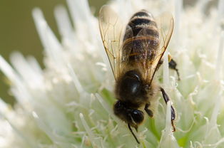 松丹一號什么時候分蜂(蜜蜂一般什么時候分蜂) 松丹一號什么時候分蜂(蜜蜂一般什么時候分蜂)