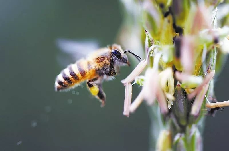 家庭養(yǎng)蜂技術(shù)新手入門(家庭養(yǎng)蜂需要什么條件) 家庭養(yǎng)蜂技術(shù)新手入門(家庭養(yǎng)蜂需要什么條件)
