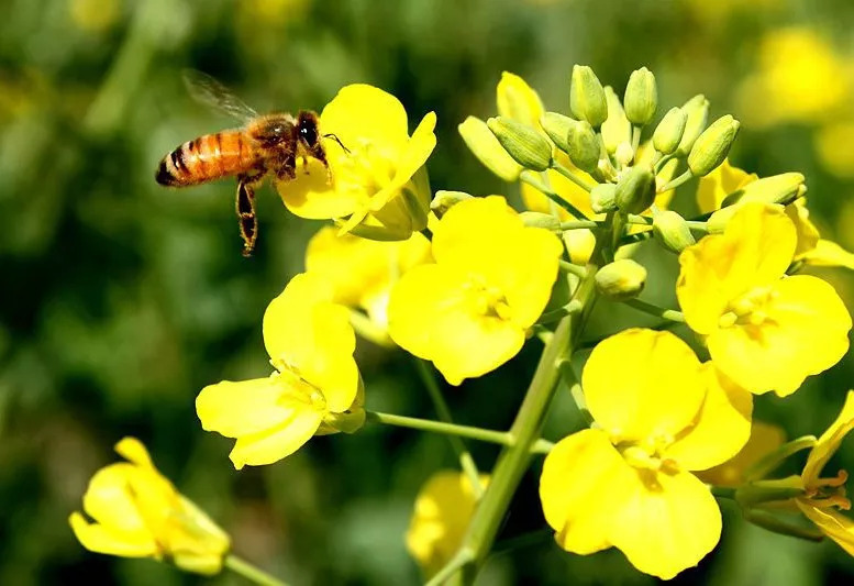 家庭養(yǎng)蜂技術(shù)新手入門(家庭養(yǎng)蜂需要什么條件) 家庭養(yǎng)蜂技術(shù)新手入門(家庭養(yǎng)蜂需要什么條件)