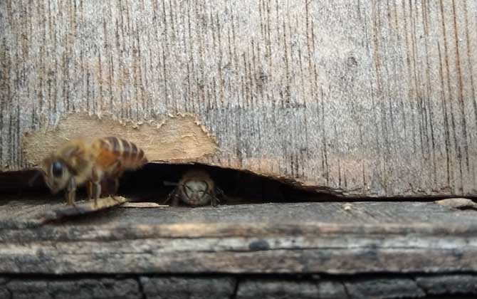 蜜蜂沒蜂王他會自己造王嗎 蜜蜂沒蜂王他會自己造王嗎