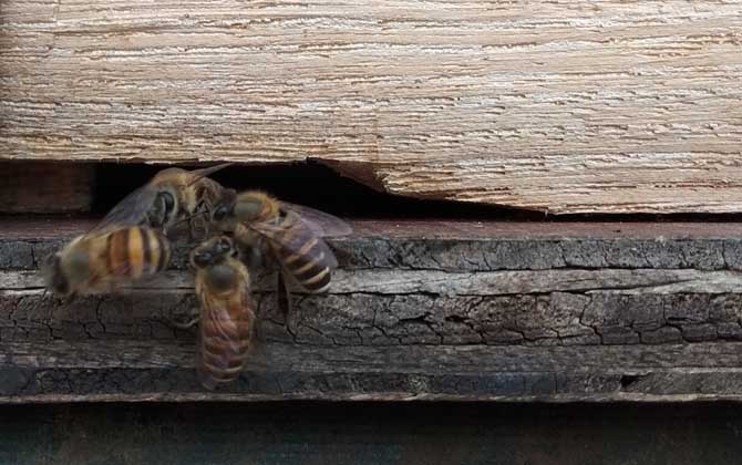 蜜蜂沒蜂王他會自己造王嗎 蜜蜂沒蜂王他會自己造王嗎
