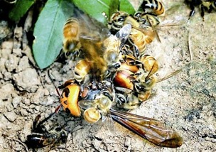 工蜂精神(工蜂的精神你贊嘆嗎) 工蜂精神(工蜂的精神你贊嘆嗎)