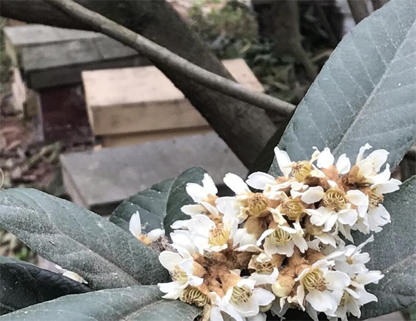 初級農(nóng)產(chǎn)品是指什么（農(nóng)產(chǎn)品初級產(chǎn)品加工定義）