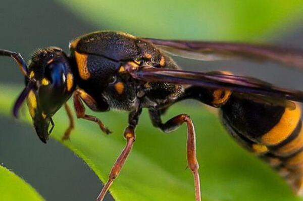 竹筒蜂的功效和用途(竹筒蜂的作用) 竹筒蜂的功效和用途(竹筒蜂的作用)