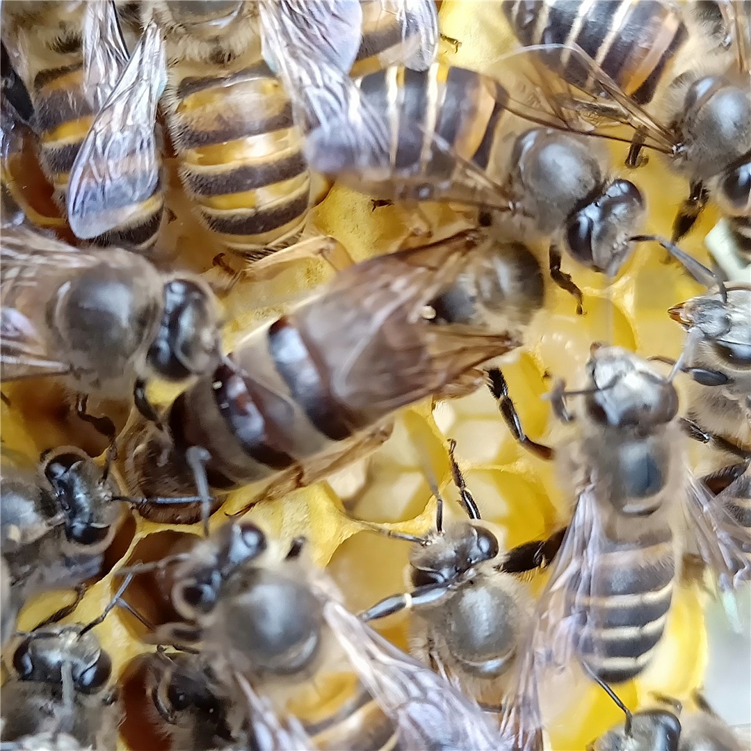 竹筒蜂的功效和用途(竹筒蜂的作用) 竹筒蜂的功效和用途(竹筒蜂的作用)