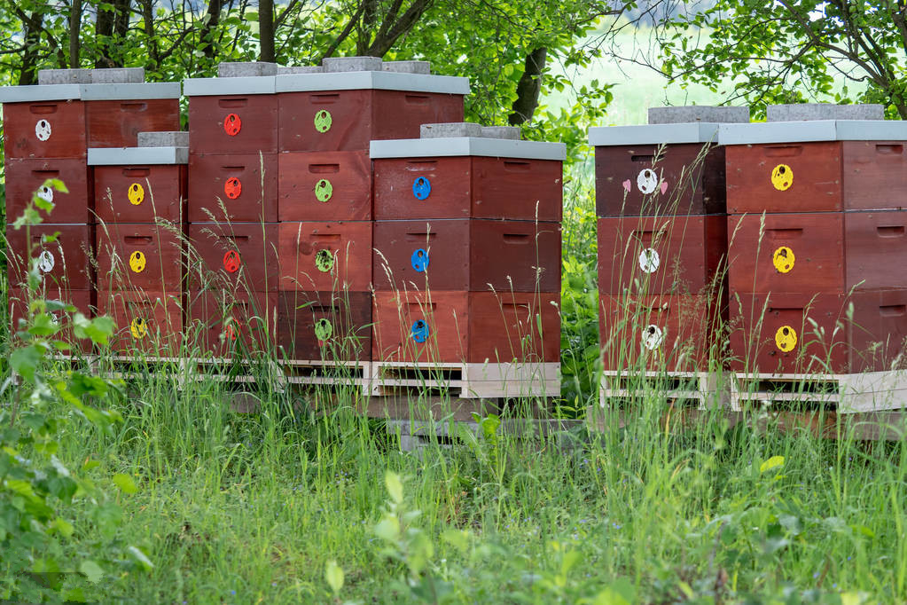蜜源植物流蜜與氣溫的關(guān)系(蜜源植物流蜜和溫度條件) 蜜源植物流蜜與氣溫的關(guān)系(蜜源植物流蜜和溫度條件)