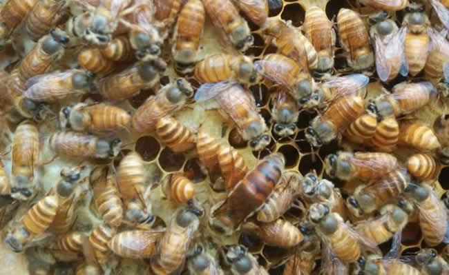 養(yǎng)蜂人如何選購(gòu)種蜂王？