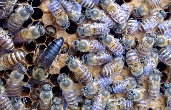 養(yǎng)蜂人如何選購(gòu)種蜂王？