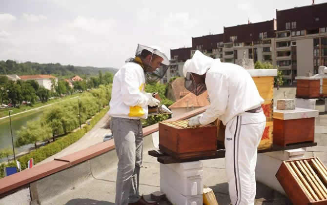 城市高樓可以養(yǎng)蜜蜂嗎? 城市高樓可以養(yǎng)蜜蜂嗎