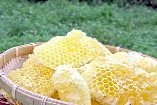 蜂巢脾是什么 蜂巢脾是什么